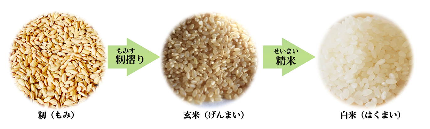食べ 続け た 結果 玄米